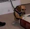 Trained dog sniffs for bed bugs